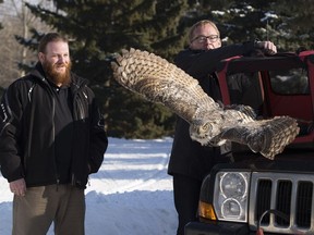 Graham Currie, executive director WILDNorth, and Alberta Minister of Education, David Eggen, release a great horned owl at Gold Bar Park on Friday, March 9, 2018 in Edmonton.