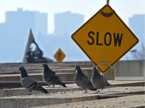 Slow traffic ahead as a group of pigeons roosting on a ledge of the Shaw Conference Centre in Edmonton, March 13, 2018. Hazy skies can be seen in the background.