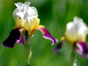 Irises require plenty of sunlight, adequate water, and need to be planted at the proper level to ensure that they bloom.