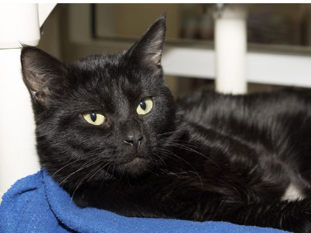 Edmonton Humane Society hosts adoption event this weekend Edmonton