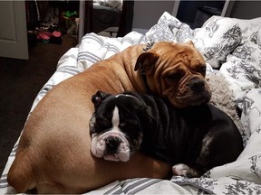 A truck stolen Monday, March 12, 2018, from the area of 101 Street and 34 Avenue also contained two English bulldogs. A six-month-old black-and-white male named Rocky and a three-year-old brown female named Jersey.