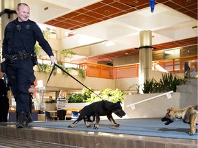 One of the Edmonton Police Service's newest canine recruits, prospective police service dog Bama, is handled by Const. Dennis Dalziel on Thursday, April 5, 2018 in Edmonton. Crimson is coming in for a sniff at right.