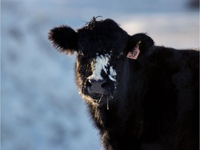 A pair of year-old cattle, similar in age to the cow in this file photo, jumped a fence and took off on ice along the North Saskatchewan River on April 23, 2018. The chase involved fire crews, a police helicopter and the cows' owners, who followed them for a time on horseback.