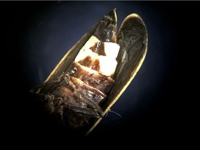 The tail of a Pyractomena Borealis firefly is visible under a microscope at the University of Alberta, in Edmonton on Friday, April 20, 2018. The firefly was collected north of Edmonton. The white portion of the tail is the part of the insect that lights up.