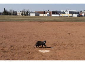 A grey cat wanders past home plate at a baseball diamond near 133A Avenue and 87 Street in 2018. The city has cancelled all field booking until at least June due to the COVID-19 pandemic.