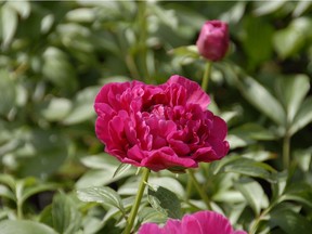 Gerald Filipski recommends dividing your peonies every 10 to 15 years and keeping them well watered after dividing to produce the best results.