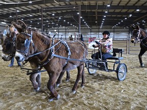 Sandra Harper from Acme, heading into the area to perform with her donkeys over the weekend in Red Deer at The Mane Event at Westerner Park. April 29, 2018. Ed Kaiser/Postmedia