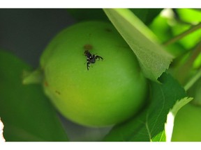 Apple maggot should not be treated with pesticides that contain malathion, as it is highly toxic to bees and can pose health risks.