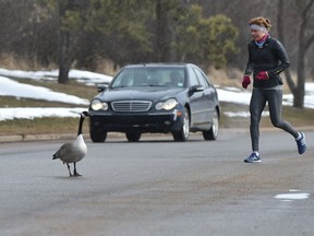 A goose holds up traffic at Hawrelak Park in Edmonton, April 4, 2018.