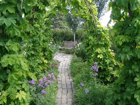 Hops or grapes can be used to cover a garden trellis or archway.