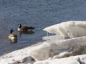 Canada geese swim in a melting North Saskatchewan River near Rundle Park in Edmonton, on Monday, April 2, 2018. Photo by Ian Kucerak/Postmedia