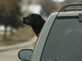 A black lab dog sticks its head out the window while riding in a Nissan Pathfinder with its owner at River Valley Road and 105 Street in Edmonton, on Thursday, April 12, 2018.