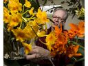 Darrell Albert cleans an orchid called Dendrobium chrysotoxum at his home on Tuesday, April 3, 2018 in preparation for the Orchid Society of Alberta's 41st annual Orchid Fair at the Enjoy Centre in St. Albert this Friday to Sunday.  Greg  Southam / Postmedia