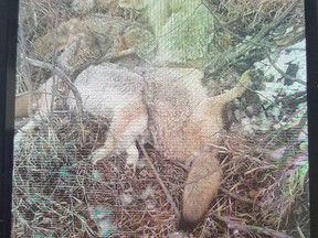 Dwight Richardson, a resident of Strathcona County, said he was horrified to find eight dead coyotes deposited in a ditch near his property on Wednesday, April 11, 2018.