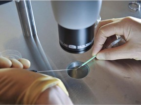 A scientist works during an in-vitro fertilization process. File photo.