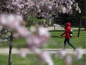 A pedestrian walks past the blossoming trees at the University of Alberta, in Edmonton Wednesday May 16, 2018.