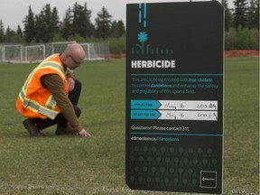 Travis Kennedy, general supervisor, open space operations for the city, inspects the results of an iron chelate application and mowing on the dandelion population at an Argyll Park sports field, near 69 Avenue and 88 Street, in Edmonton on Thursday May 17, 2018.