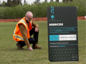 Travis Kennedy, general supervisor, open space operations for the city, inspects the results of an iron chelate application and mowing on the dandelion population at an Argyll Park sports field, 69 Avenue and 88 Street, in Edmonton on Thursday, May 17, 2018.