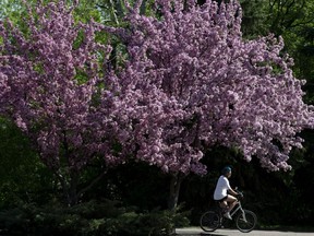 A cyclist makes their way past the blossoming trees near 98 Avenue and 95 Street, in Edmonton Friday May 18, 2018.