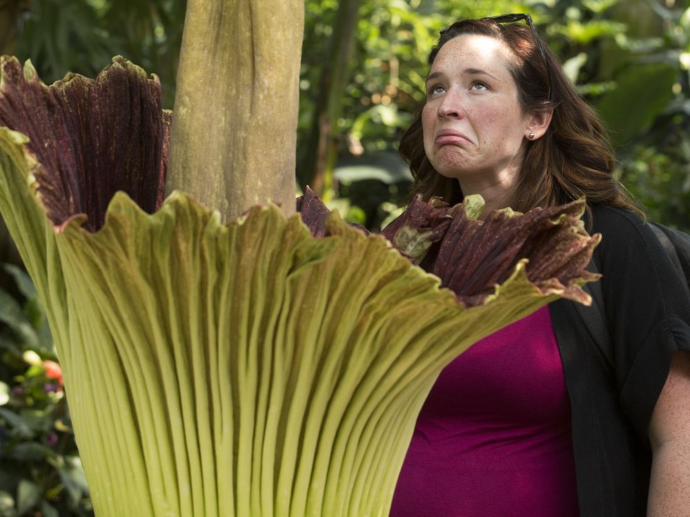 'Gagnus' the corpse flower blooms at the Muttart Conservatory ...