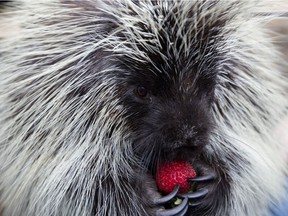Wild Rose the porcupine eats a strawberry in her enclosure at Wildnorth Northern Alberta Wildlife Rescue and Rehabilitation, in Edmonton Wednesday May 30, 2018. Wild Rose had been kept as a house pet before coming to the rehabilitation centre. Having become accustomed to human contact, she cannot be released into the wild. Because of this she has now become an educational ambassador for the facility.