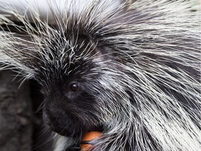 Wild Rose the porcupine eats a carrot in her enclosure at WILDNorth Northern Alberta Wildlife Rescue and Rehabilitation, in Edmonton Wednesday May 30, 2018.