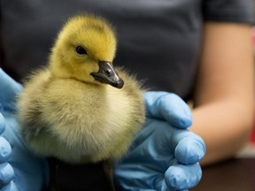 Lead veterinary technologist Kristen King does an intake exam of a gosling rescued from South Edmonton Common and brought to the Wildnorth Northern Alberta Wildlife Rescue and Rehabilitation in Edmonton on Wednesday May 30, 2018.
