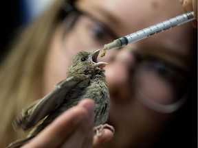 Intern Madison Szafranski feeds a rescued baby finch at the WildNorth Northern Alberta Wildlife Rescue and Rehabilitation's long term rehabilitation facility west of Edmonton Wednesday May 30, 2018.