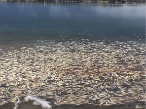 Facebook user Rory O'Connor posted this photo online on Tuesday, May 8, 2018 showing hundreds of dead fish floating in Crimson Lake, near Rocky Mountain House.