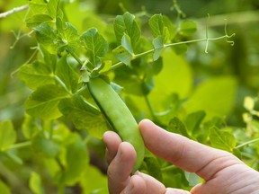 Gerald Filipski recommends waiting to plant peas in warm, dry soil, decreasing the risk of frost or rot.