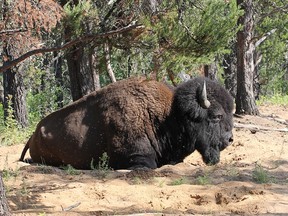A bison is shown in Wood Buffalo National Park in a handout photo. Alberta is creating the world's largest boreal forest preserve with the announcement of a series of new wildland parks in the province's northeast. The five new or expanded areas adjoin Wood Buffalo National Park and add up to 13,000 square kilometres of forest, wetland, lakes and rivers.THE CANADIAN PRESS/Rob Belanger MANDATORY CREDIT ORG XMIT: CPT120