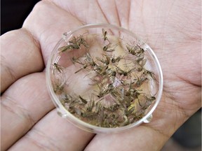 Mike Jenkins, biological sciences technician with the City of Edmonton, holds some mosquitoes in a petri dish on May 25, 2010.