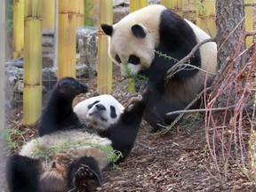 Giant Pandas Jia Panpan and Jia Yueyue wrestle as they entertain crowds at the official opening of Panda Passage at the Calgary Zoo on Monday May 7, 2018.