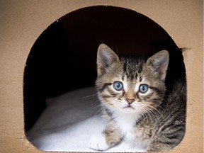 One of the thirty young cats that were brought to the Ottawa Humane Society shelter yesterday by staff of a local pest control company. The company reported that the cats had been left in two cardboard boxes and two dog crates on their property. All the cats are young, some are kittens and some older juveniles. Most appear in good health and all are socialized. Photo by Wayne Cuddington/ Postmedia