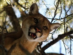Cougar numbers in Alberta are recovering.
