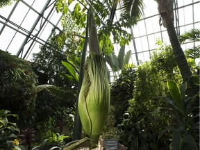 The Muttart Conservatory's eight-year-old Amorphophallus titanum, also known as a corpse flower, is the younger cousin to another foul flower named Putrella.