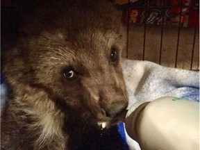 Groot, a grizzly bear cub discovered by a highway near Grande Cache, was destroyed after a local animal advocate turned it over to provincial wildlife officials. ORG XMIT: nkDgueFEGHZbedIRnR4d