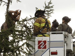 A distraught man is seen in a tree near the intersection of Groat Road and 111 Avenue in Edmonton, on Thursday, May 31, 2018. He was rescued without the use of force by Edmonton Police Service tactical officers using an Edmonton Fire Rescue Service bucket truck.