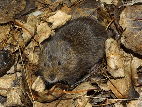 They may be cute, but voles can do a great deal of damage during the winter, busily working under the snow piles on your lawn.