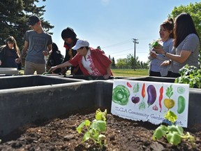 The Learning Centre Literacy Association and their students are gardening this year on a formerly vacant city lot as part of a new city pilot project in Edmonton.