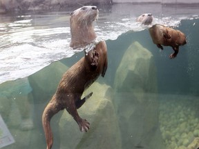 Otters look out from their enclosure at the entrance to the Edmonton Valley Zoo's Entry Plaza in Edmonton on July 11, 2014.