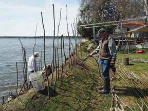 Property owners along the Wabamun Lake shoreline plant willows during a two-day Wabamun Watershed Management Councilís  shoreline restoration workshop presented by Polster Environmental Services Ltd. that saw at least 40 people register, and came to an end on Saturday, May 12, 2018.