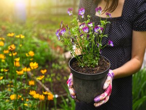 Nine tips for gardeners of every level, whether you’re new to planting or whether you’ve been growing flowers and vegetables for many years.