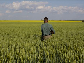 A seed farmer walks the field looking for any of the wrong kind of wheat in his field south of Villeneuve, Alta., on Tuesday, July 30, 2013.  The task, which ensures the seed product will grow only the intended variety of wheat, is repeated at least a couple of times before harvest.