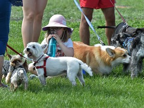 Viviana Cromwell, 5, is surrounded by dogs during the 26th annual Pets in the Park at Hawrelak Park in Edmonton on Sunday, June 24, 2018. The event included a walk and fun run to help Edmonton Humane Society (EHS) provide care for the thousands of homeless, sick and neglected pets that come into their shelter each year and is also the one day of the year animals are allowed in the park.