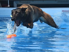 Mercy, a two year old Belgian Malinois diving into the pool after the toy, in the water dog demonstrations during the 26th annual Pets in the Park at Hawrelak Park in Edmonton, June 24, 2018. The event included a walk and fun run to help Edmonton Humane Society (EHS) provide care for the thousands of homeless, sick and neglected pets that come into their shelter each year and is also the one day of the year animals are allowed in the park. Ed Kaiser/Postmedia