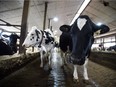Dairy cows are shown in a barn on a farm in Eastern Ontario on Wednesday, April 19, 2017.