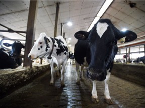 Dairy cows are shown in a barn on a farm in Eastern Ontario on Wednesday, April 19, 2017.