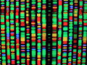 393282 04: A digital representation of the human genome August 15, 2001 at the American Museum of Natural History in New York City. Each color represents one the four chemical compenents of DNA.