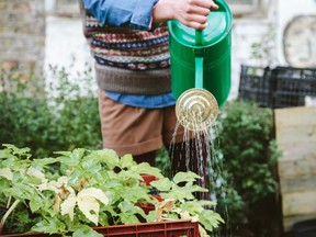 Gerald Filipski recommends checking the moisture level of your soil too prevent overwatering and to avoid watering during the heat of the day, since most of the water will end up evaporating.